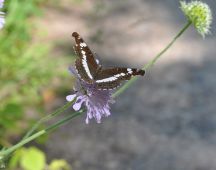 22 Kleiner Eisvogel-Seltenheit